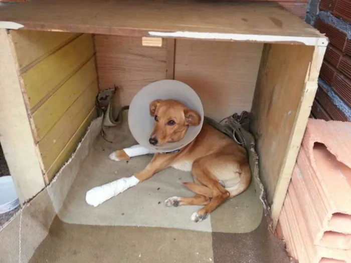 Cachorro ra a SRD idade 1 ano nome Chulim