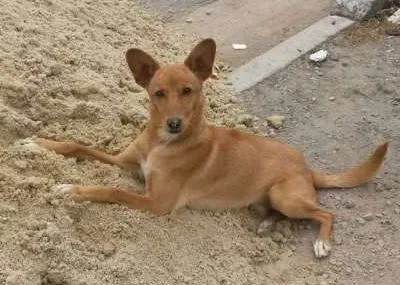 Cachorro ra a SRD idade 1 ano nome Chulim