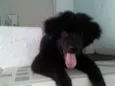 BOB