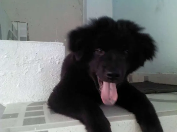 Cachorro ra a Mistura idade 7 a 11 meses nome BOB