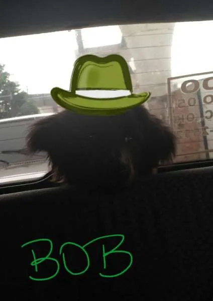 Cachorro ra a Mistura idade 7 a 11 meses nome BOB