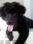 BOB