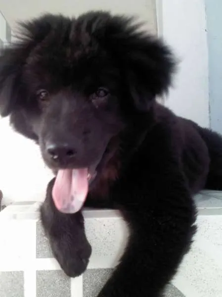 Cachorro ra a Mistura idade 7 a 11 meses nome BOB