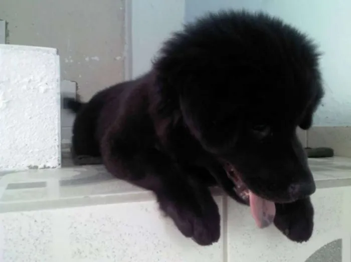 Cachorro ra a Mistura idade 7 a 11 meses nome BOB