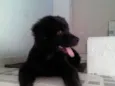 BOB