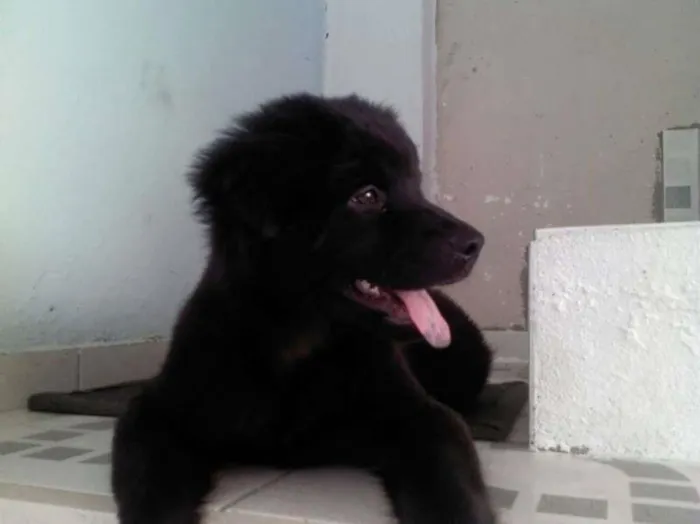 Cachorro ra a Mistura idade 7 a 11 meses nome BOB