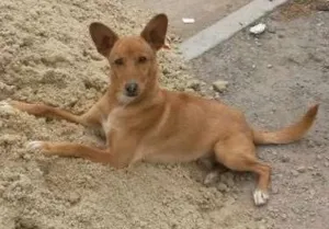 Cachorro raça SRD idade 1 ano nome Chulim