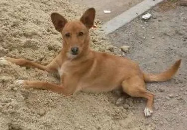 Cachorro ra a SRD idade 1 ano nome Chulim