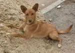 Cachorro raça SRD idade 1 ano nome Chulim