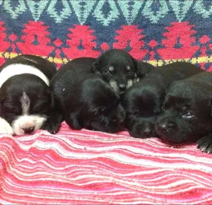 Cachorro raça SRD idade Abaixo de 2 meses nome filhotes