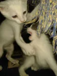 Nina e Bela
