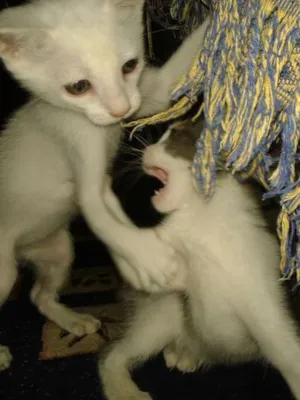 Gato raça indeterminada idade 1 ano nome Nina e Bela