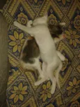 Nina e Bela