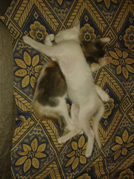 Gato raça indeterminada idade 1 ano nome Nina e Bela