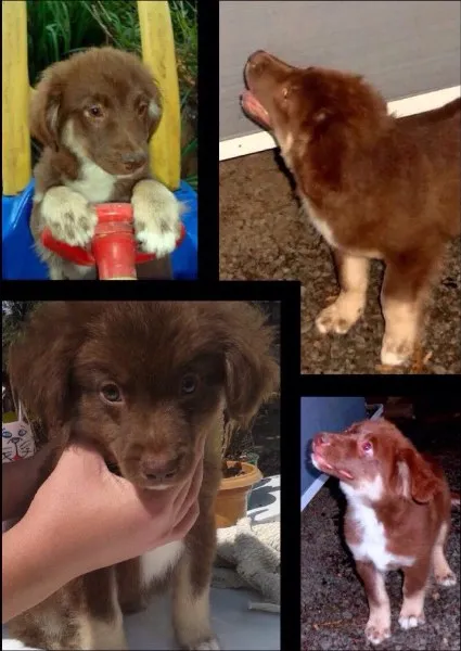 Cachorro ra a SRD idade 2 a 6 meses nome Zeus