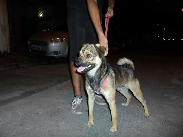 Cachorro ra a SRD idade 1 ano nome Scooby