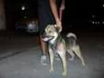 Scooby