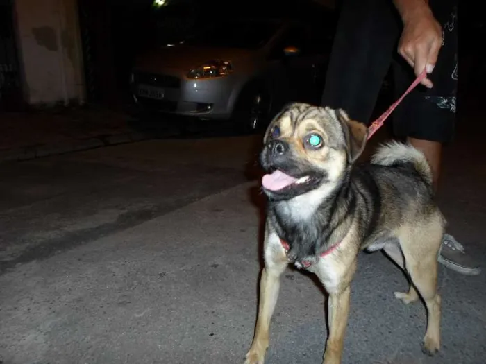 Cachorro ra a SRD idade 1 ano nome Scooby