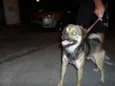 Scooby