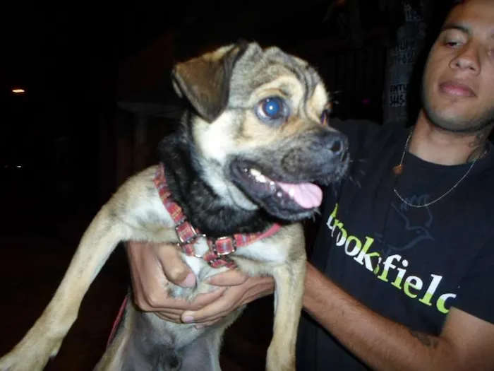 Cachorro ra a SRD idade 1 ano nome Scooby