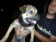Scooby