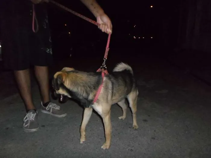 Cachorro ra a SRD idade 1 ano nome Scooby
