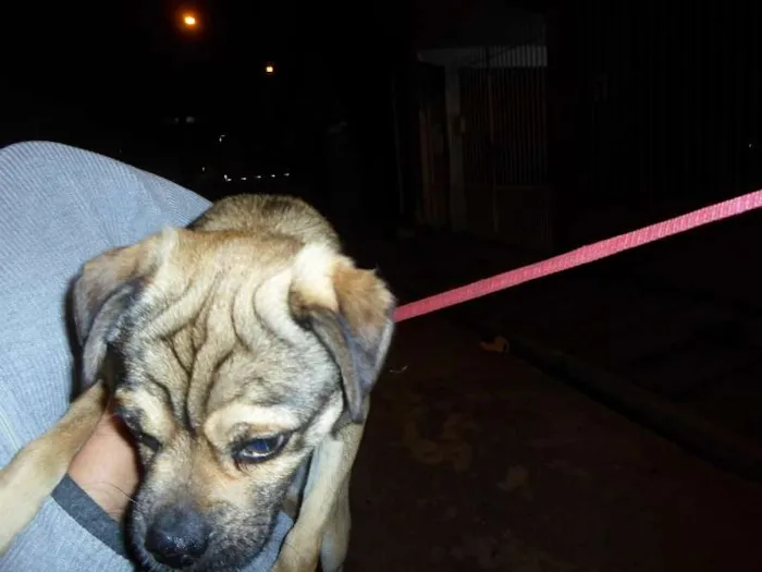 Cachorro ra a SRD idade 1 ano nome Scooby