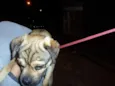 Scooby
