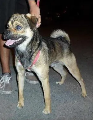 Cachorro raça SRD idade 1 ano nome Scooby