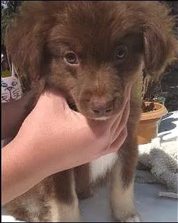 Cachorro ra a SRD idade 2 a 6 meses nome Zeus