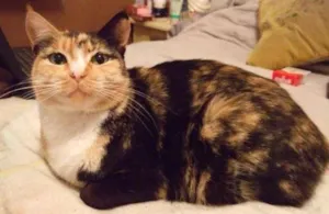 Gato raça  idade 5 anos nome Missika