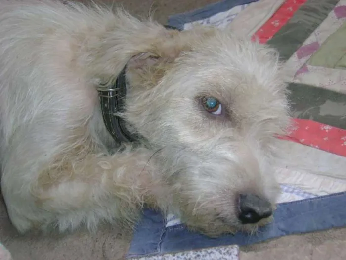 Cachorro raça indefenida idade 6 ou mais anos nome Tifany