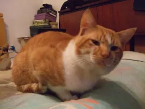 Gato raça  idade 5 anos nome Smygoo