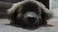 Pequi
