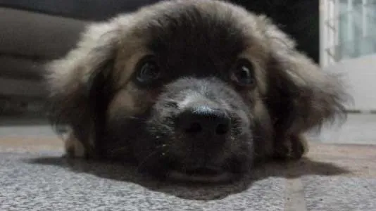 Cachorro raça indefinida idade 3 anos nome Pequi