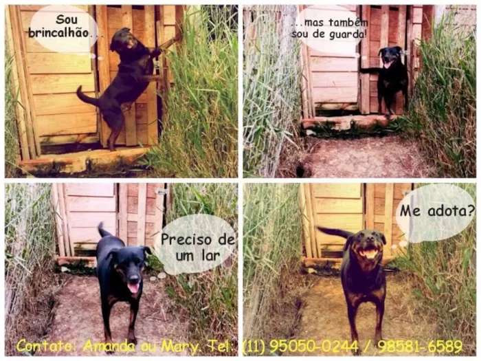 Cachorro ra a SRD idade 4 anos nome Herói
