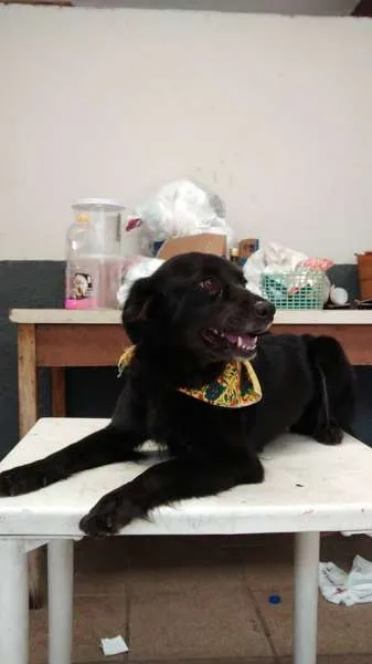 Cachorro ra a vira lata idade 6 ou mais anos nome preta GRATIFICA