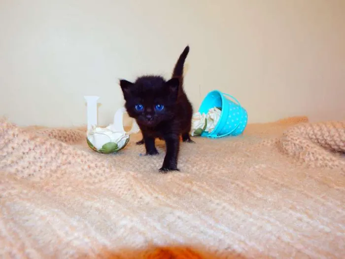 Gato ra a SRD mãe birmanesa idade Abaixo de 2 meses nome Lindt