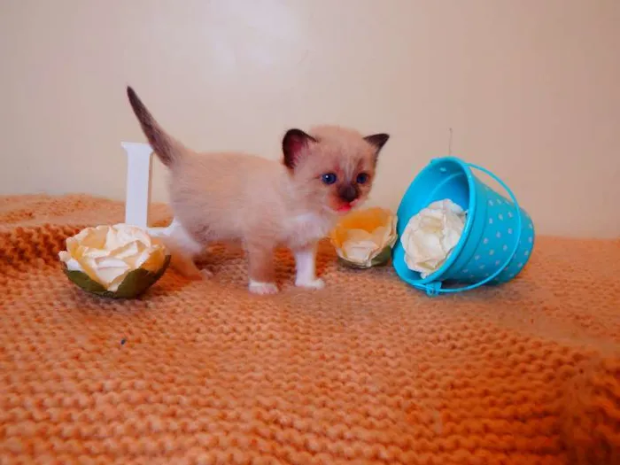 Gato ra a SRD mãe birmanesa idade Abaixo de 2 meses nome Laka