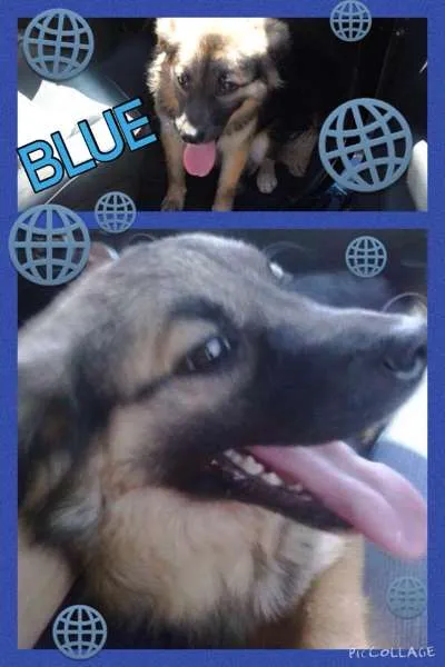 Cachorro ra a SRD idade 1 ano nome BLUE