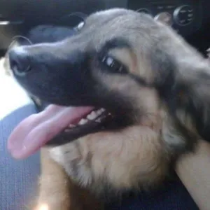 Cachorro raça SRD idade 1 ano nome BLUE