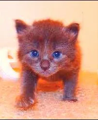 Gato ra a SRD mãe birmanesa idade Abaixo de 2 meses nome Grey