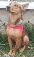 Nina