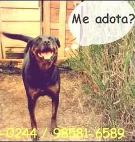 Cachorro ra a SRD idade 4 anos nome Herói