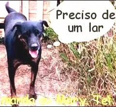 Cachorro ra a SRD idade 4 anos nome Herói