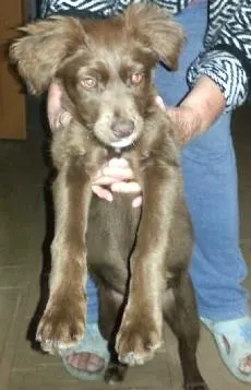 Cachorro raça srd idade 2 a 6 meses nome vermelha