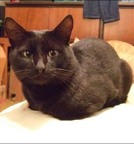 Gato raça  idade 4 anos nome Sansão