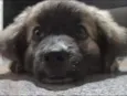 Pequi