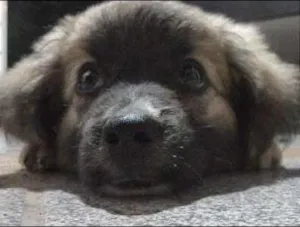 Cachorro raça indefinida idade 3 anos nome Pequi