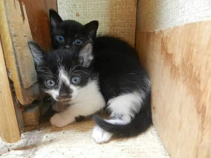 Gato ra a SRD idade Abaixo de 2 meses nome sem nomes